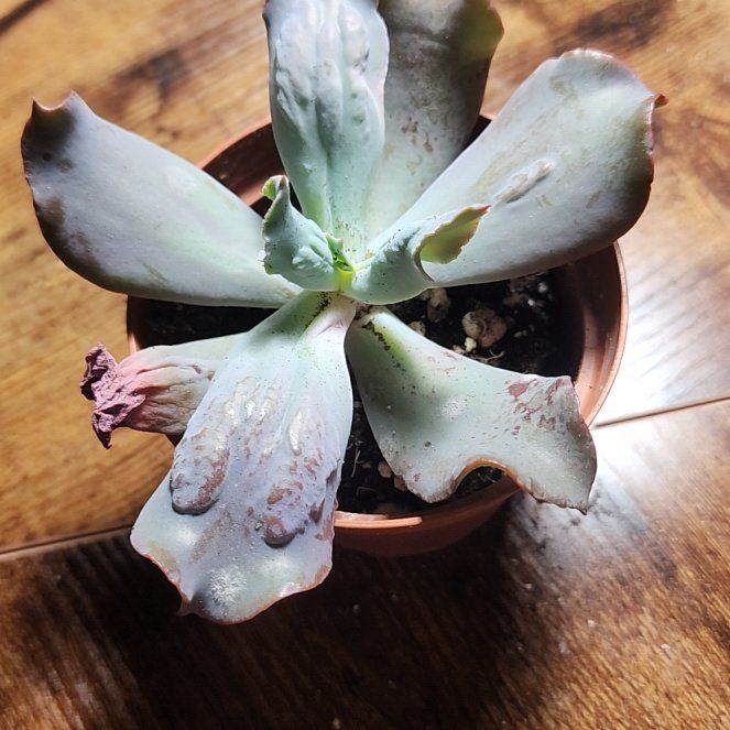 Photo of the plant species Culibra Echeveria by @SanctumVerdure named Beckham on Greg, the plant care app