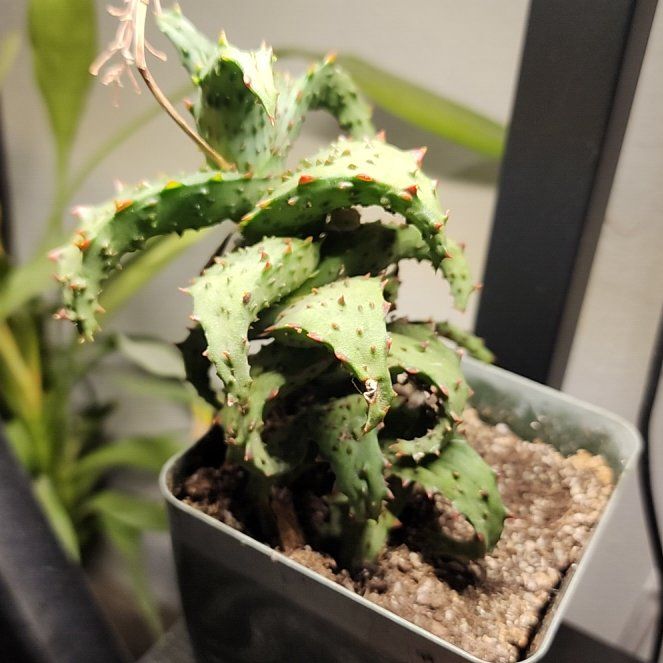 Photo of the plant species Aloe castilloniae by @SanctumVerdure named Prince on Greg, the plant care app