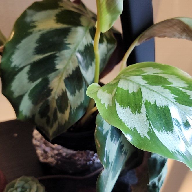 Photo of the plant species Calathea Helen Kennedy by @SanctumVerdure named Harmony on Greg, the plant care app