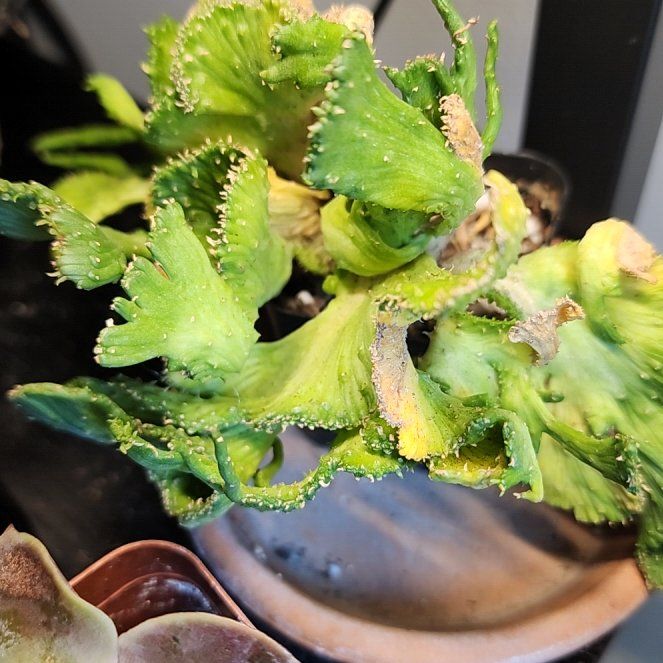 Photo of the plant species Green Coral Cactus by @SanctumVerdure named Marilyn on Greg, the plant care app
