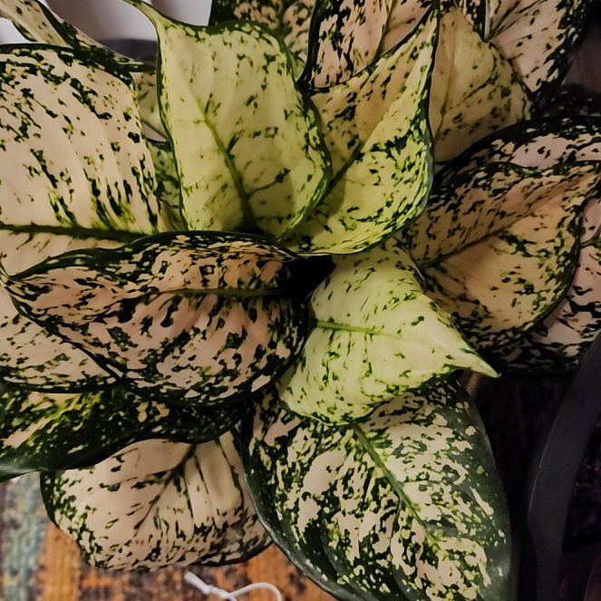 Photo of the plant species Aglaonema Eileen by @SanctumVerdure named Greg on Greg, the plant care app