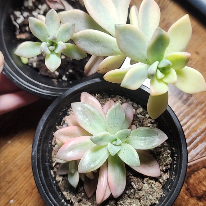 Photo of the plant species Apricot Beauty by @SanctumVerdure named Beyonce on Greg, the plant care app