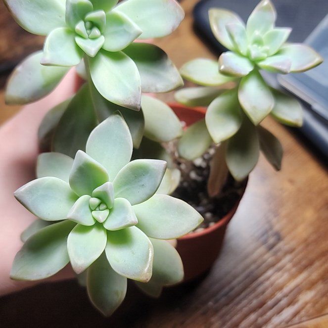 Photo of the plant species Graptopetalum 'Murasaki' by @VipVeilwort72 named Homer on Greg, the plant care app