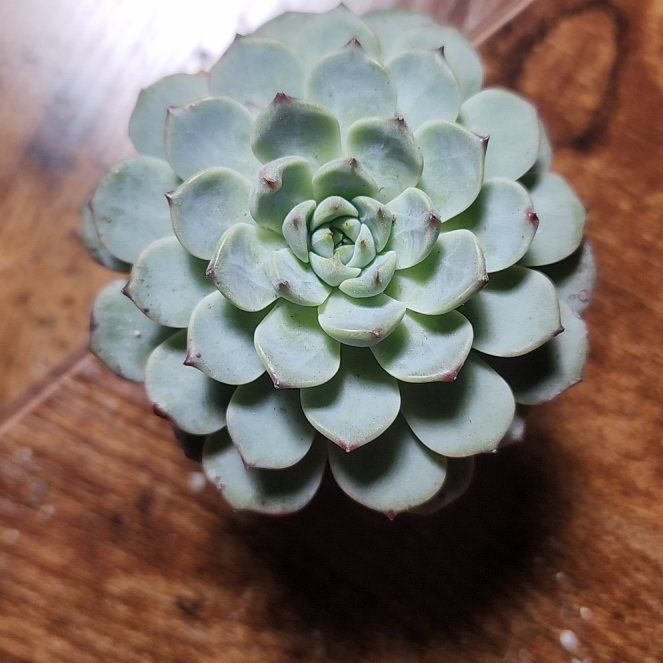 Photo of the plant species Miniature Echeveria  by @SanctumVerdure named Austen on Greg, the plant care app