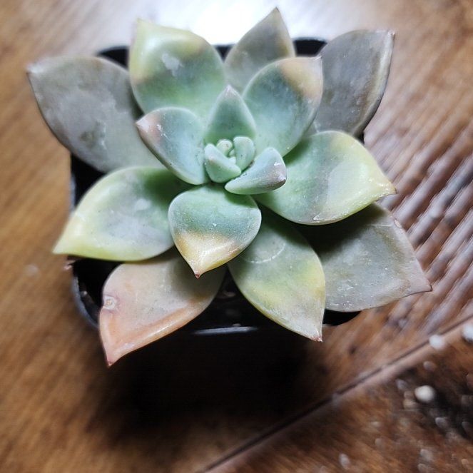Photo of the plant species Variegated Ghost Plant by @SanctumVerdure named Terra on Greg, the plant care app