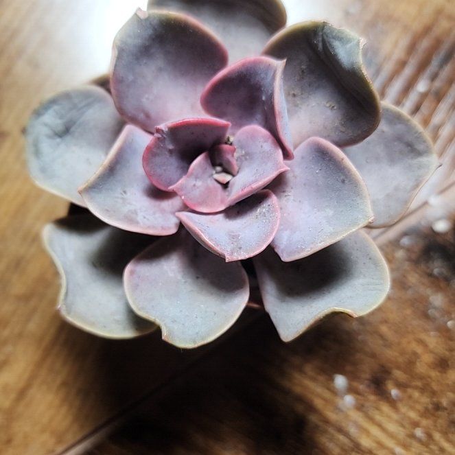 Photo of the plant species Echeveria 'Purple Perle von Nurnberg' by @SanctumVerdure named Lilo on Greg, the plant care app
