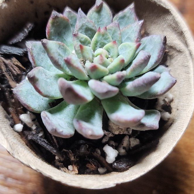 Photo of the plant species Flower Rong Succulent by @SanctumVerdure named Gregarious on Greg, the plant care app