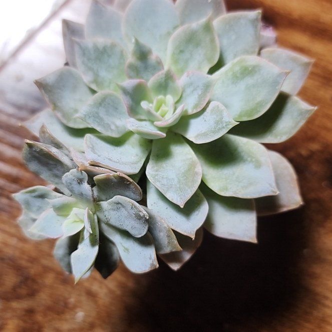 Photo of the plant species Flower Rong Succulent by @SanctumVerdure named da Vinci on Greg, the plant care app