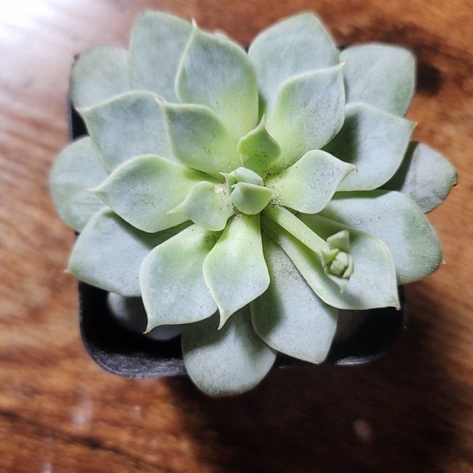 Photo of the plant species Flower Rong Succulent by @SanctumVerdure named Eleanor on Greg, the plant care app