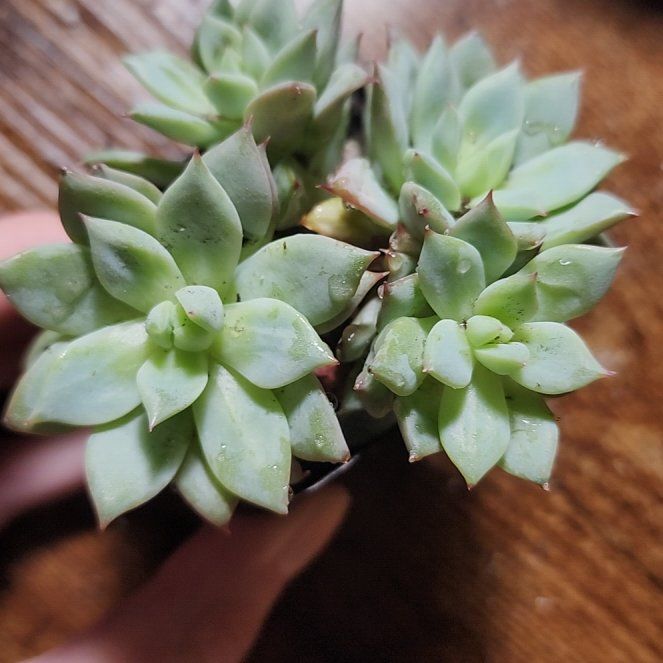 Photo of the plant species Flower Rong Succulent by @SanctumVerdure named Scarlett on Greg, the plant care app