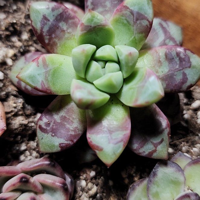 Photo of the plant species Bloody Yan by @SanctumVerdure named Sir Plancelot on Greg, the plant care app