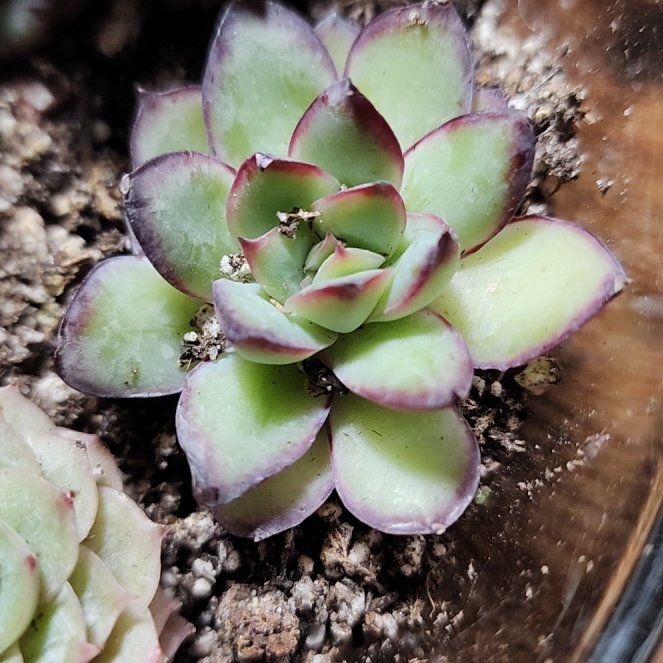 Photo of the plant species Sucula by @SanctumVerdure named Aria on Greg, the plant care app