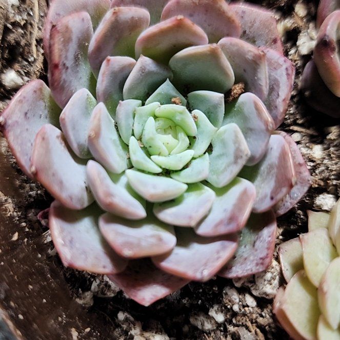Photo of the plant species Echeveria by @SanctumVerdure named Messi on Greg, the plant care app