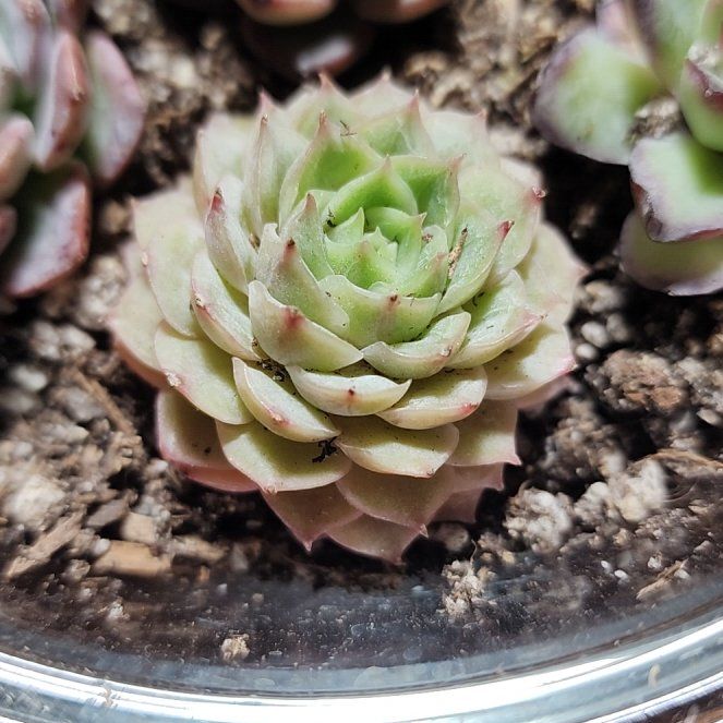 Photo of the plant species Echeveria by @SanctumVerdure named Miley on Greg, the plant care app