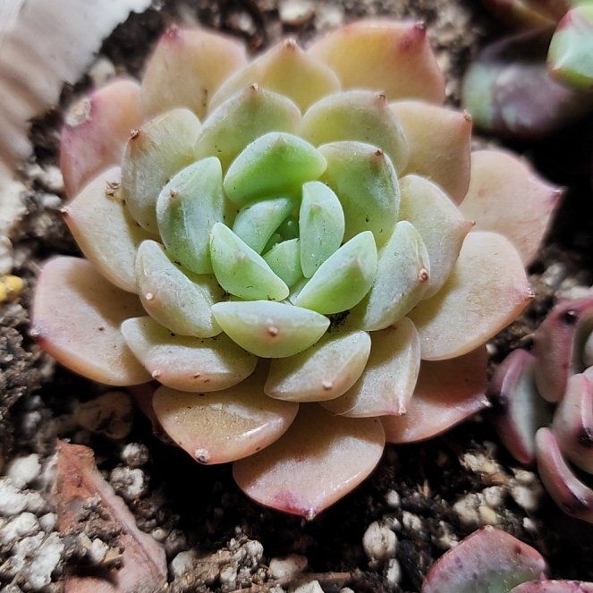 Photo of the plant species Echeveria by @SanctumVerdure named Naomi on Greg, the plant care app