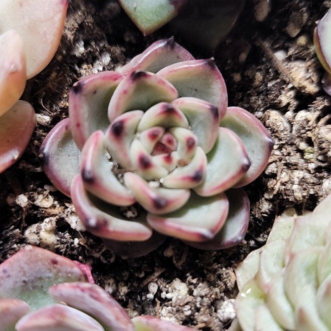 Photo of the plant species Blue Dragon by @SanctumVerdure named Leonardo on Greg, the plant care app