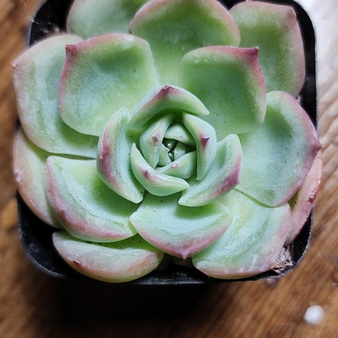 Photo of the plant species Echeveria by @SanctumVerdure named Elle on Greg, the plant care app