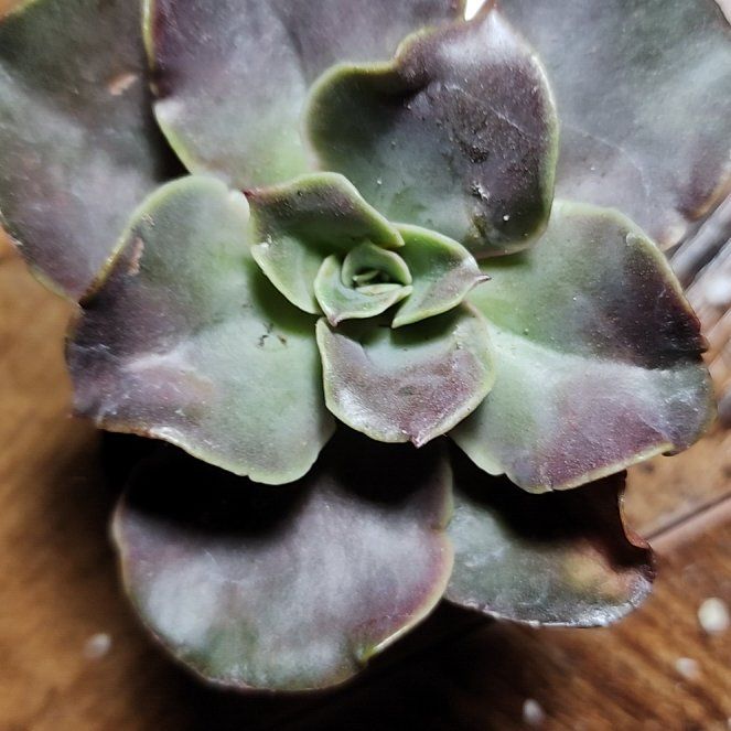 Photo of the plant species Echeveria roseiflora by @SanctumVerdure named Kobe on Greg, the plant care app