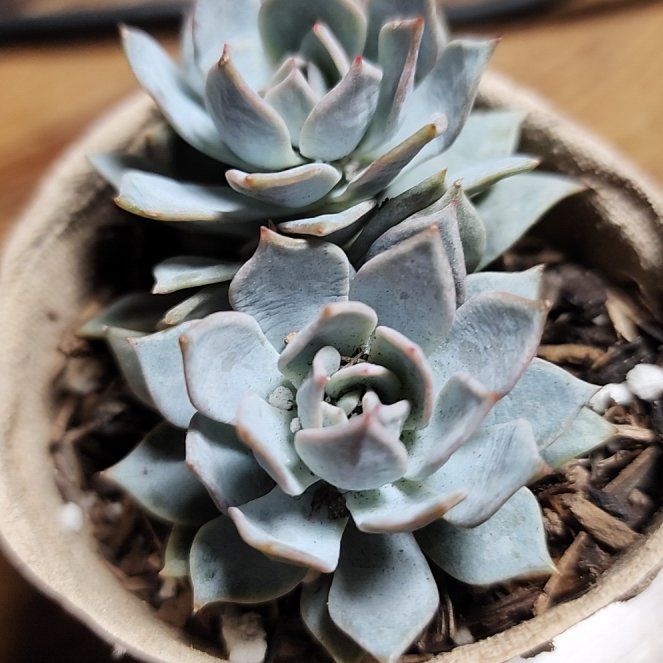 Photo of the plant species Echeveria roseiflora by @SanctumVerdure named Willow on Greg, the plant care app