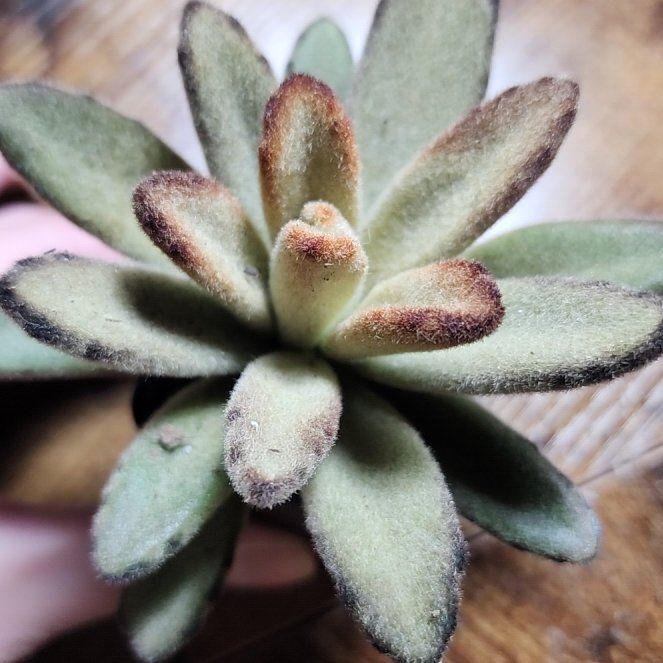 Photo of the plant species Chocolate Soldier by @SanctumVerdure named Morgan Treeman on Greg, the plant care app