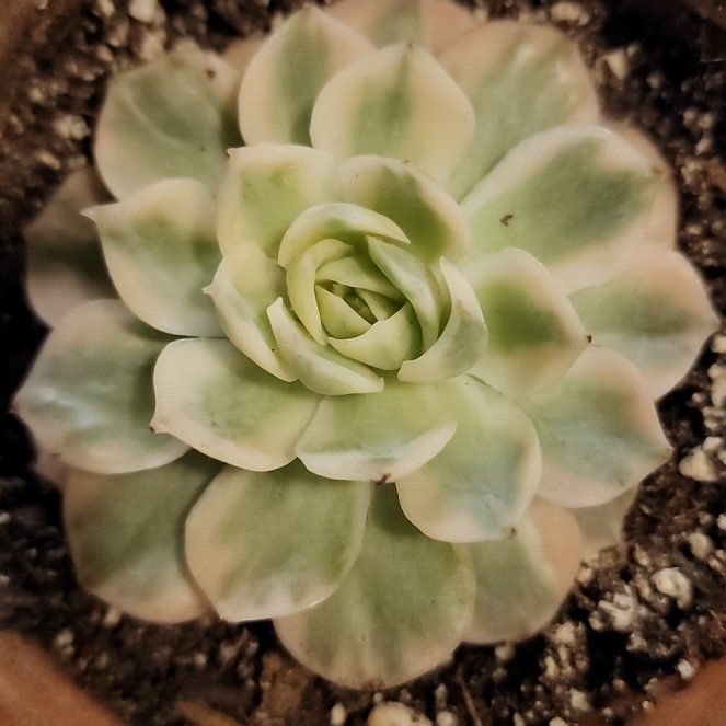 Photo of the plant species Onslow Echeveria by @SanctumVerdure named Sonora on Greg, the plant care app