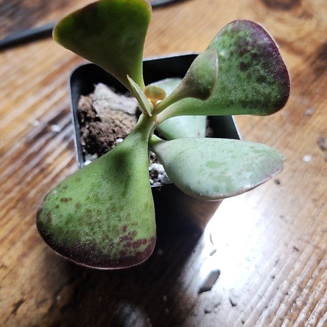 Photo of the plant species Calico Hearts by @SanctumVerdure named Lavender on Greg, the plant care app