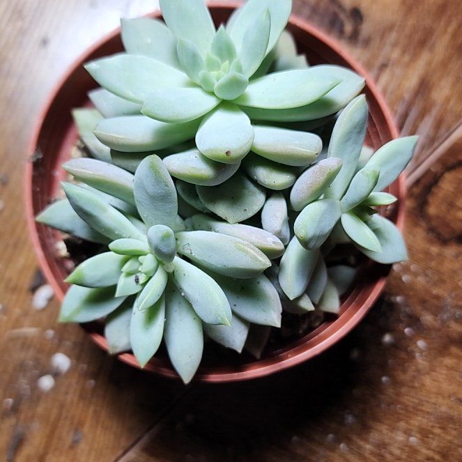 Photo of the plant species Graptosedum 'Francesco Baldi' by @SanctumVerdure named Shakira on Greg, the plant care app