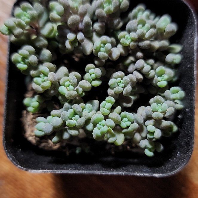 Photo of the plant species Sedum 'Himalayan Skies' by @SanctumVerdure named Orwell on Greg, the plant care app
