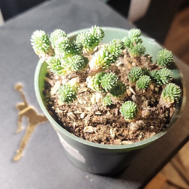 Photo of the plant species Miniature Joshua Tree by @SanctumVerdure named Josh on Greg, the plant care app