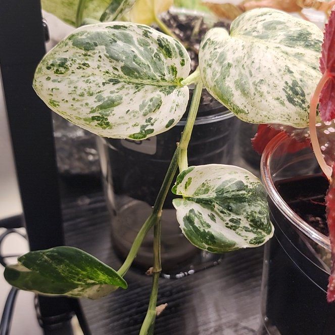 Photo of the plant species Scindapsus variegated by @SanctumVerdure named Nemo on Greg, the plant care app