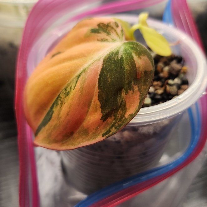 Photo of the plant species Variegated Philodendron Micans Aurea by @SanctumVerdure named Athena on Greg, the plant care app