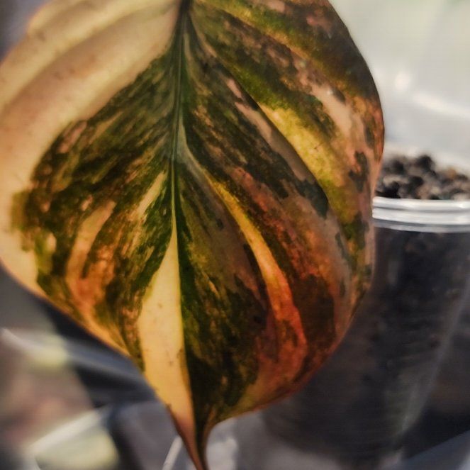 Photo of the plant species Variegated Philodendron Micans Aurea by @SanctumVerdure named Bieber on Greg, the plant care app