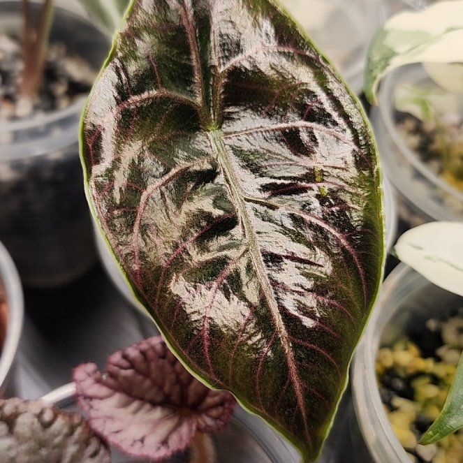 Photo of the plant species Red Mambo by @SanctumVerdure named Eva on Greg, the plant care app