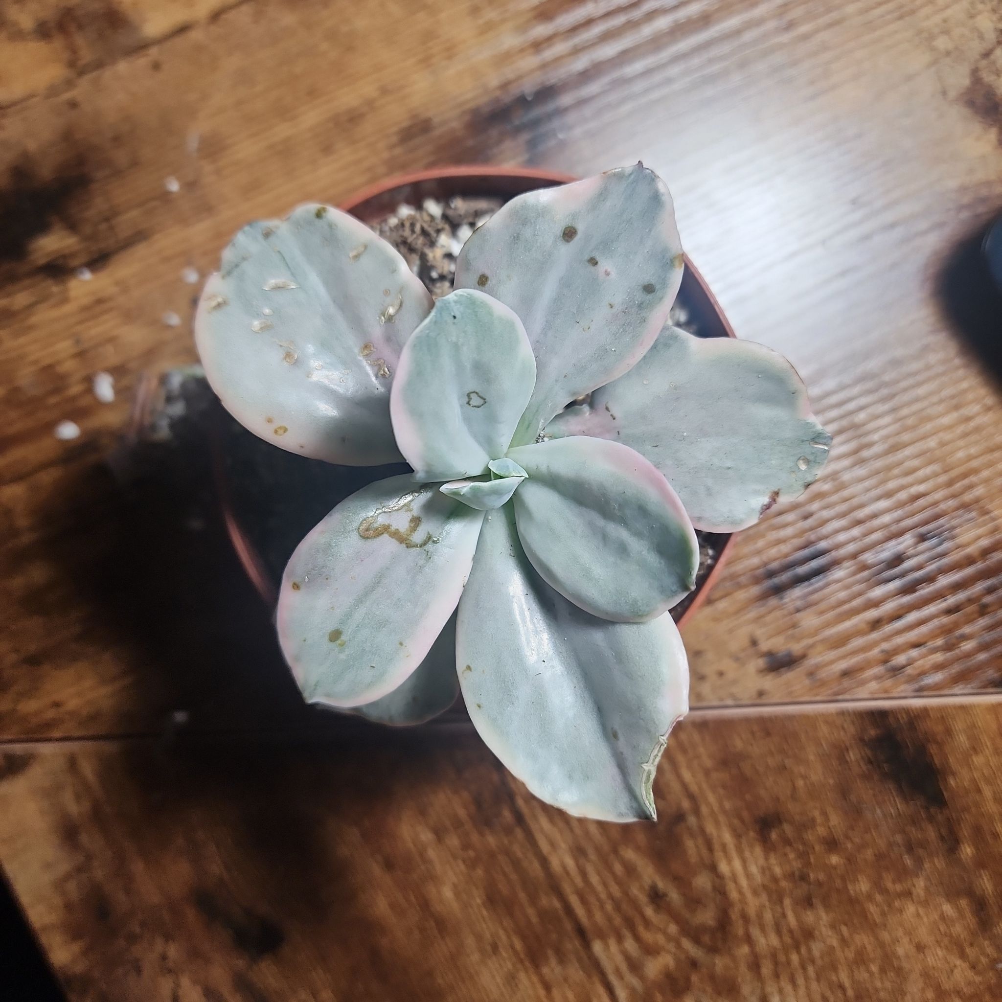 Photo of the plant species Echeveria Decora Variegata by @SanctumVerdure named Tree Diddy on Greg, the plant care app
