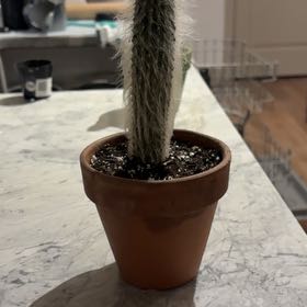Photo of the plant species Peruvian Old Man Cactus by @HipDaisy55 named Einstein on Greg, the plant care app