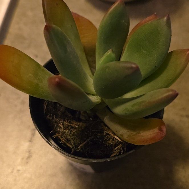 Photo of the plant species Pachyveria 'Royal Flush' by @GivingKaraka98 named Sage on Greg, the plant care app