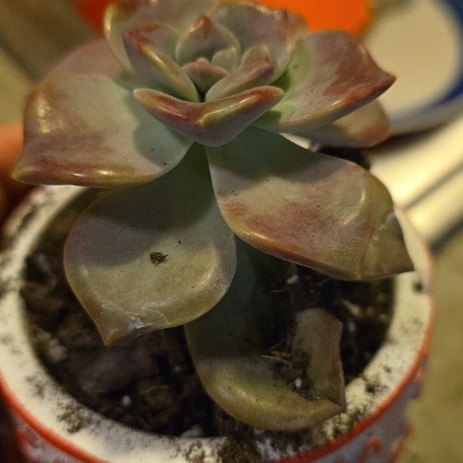 Photo of the plant species Graptopetalum pentandrum 'Murasaki' by @GivingKaraka98 named Sproutacus on Greg, the plant care app