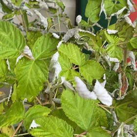 Photo of the plant species Black Raspberry by @LucentDaboecia named Surya on Greg, the plant care app
