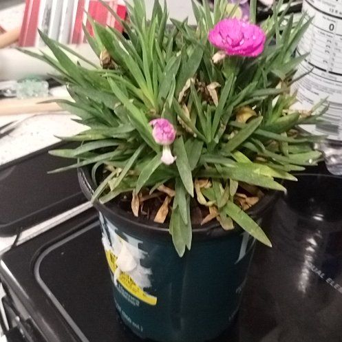 Photo of the plant species Border Carnation by @PoisedRhubarb53 named Fernie Mac on Greg, the plant care app