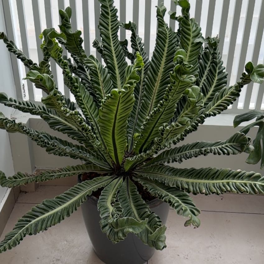 Photo of the plant species Cobra Fern by @SpiffyEncina37 named Scarlett on Greg, the plant care app