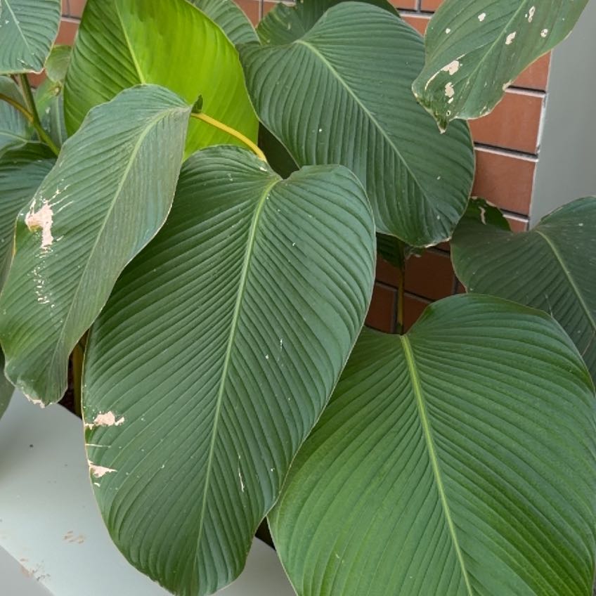 Photo of the plant species Cigar Plant by @SpiffyEncina37 named Spike Leaves on Greg, the plant care app