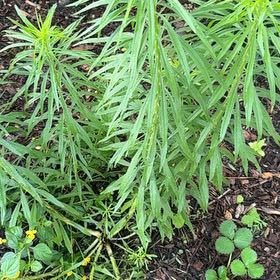 Photo of the plant species Butter and Eggs by @NiftyPinetree30 named Nithin on Greg, the plant care app