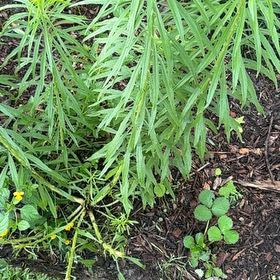 Photo of the plant species Butter and Eggs by @NiftyPinetree30 named Harper on Greg, the plant care app