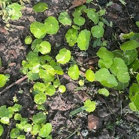 Photo of the plant species Whorled Pennywort by @NiftyPinetree30 named Surya on Greg, the plant care app