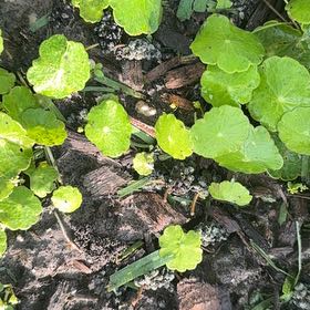 Photo of the plant species Whorled Pennywort by @NiftyPinetree30 named Apollo on Greg, the plant care app