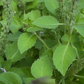 Photo of the plant species Holy Basil (Tulsi) by @NiftyPinetree30 named Gaga on Greg, the plant care app