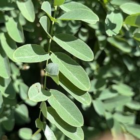 Photo of the plant species Black Locust by @NiftyPinetree30 named Captain Plant-it on Greg, the plant care app