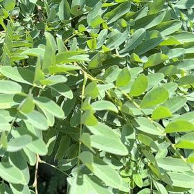 Photo of the plant species Black Locust by @NiftyPinetree30 named Shakira on Greg, the plant care app