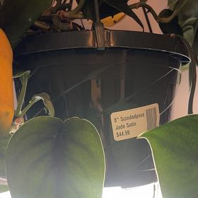 Photo of the plant species Jade Satin Pothos by @GentleSedum13 named Captain Plant-it on Greg, the plant care app