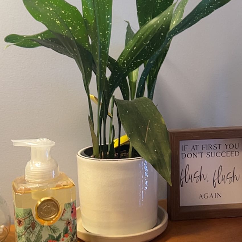 Photo of the plant species Cast Iron Milky Way by @GentleSedum13 named Zion on Greg, the plant care app